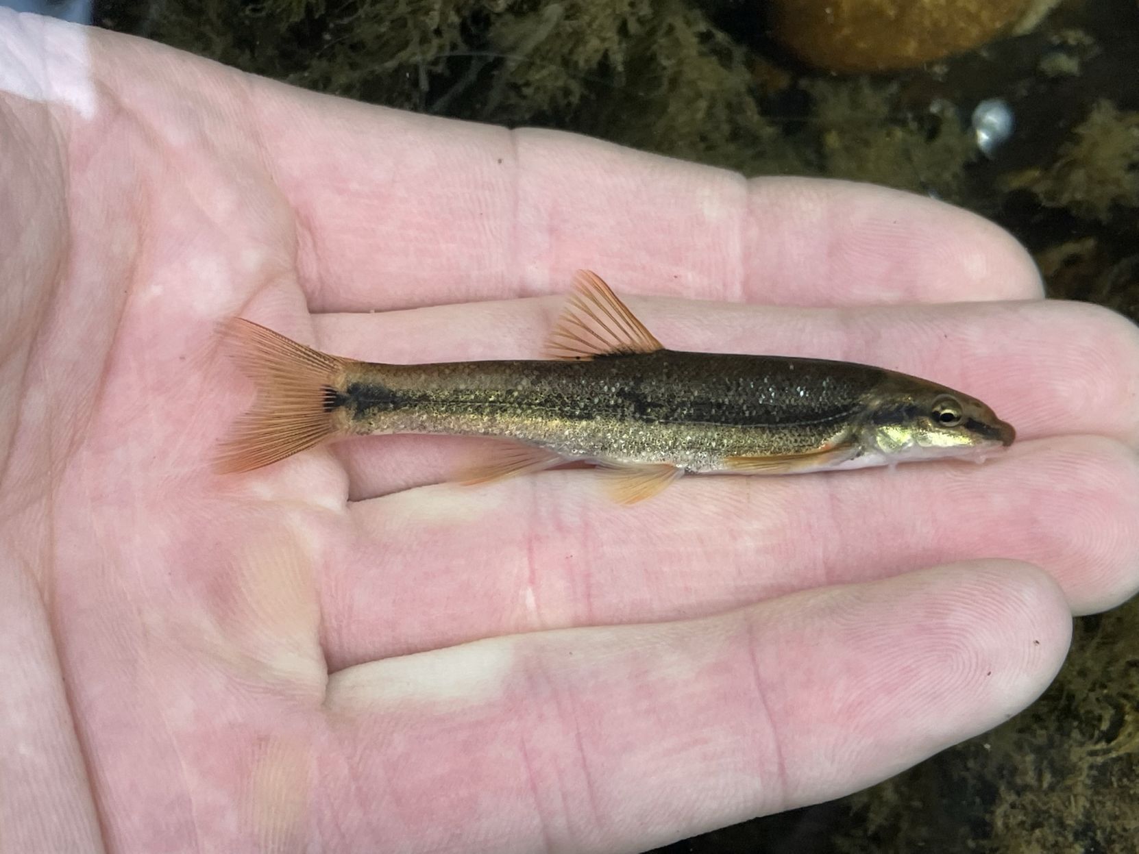 Longnose dace
